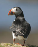Puffin